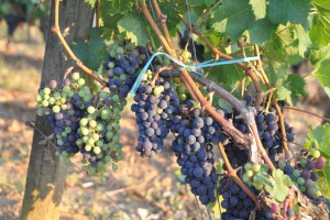 Merlot at a top estate in St-Emilion, 21 August