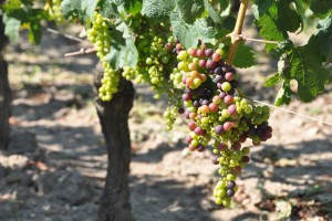 Merlot at a top estate in Pomerol, 31 July