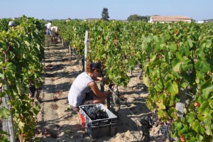Merlot harvest at Petrus in Pomerol, 5 October