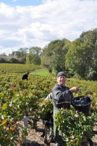 Last of the Cabernet Sauvignon at Lafite Rothschild, 15 October
