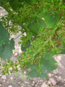 Merlot a top estate in Pomerol, 13 June
