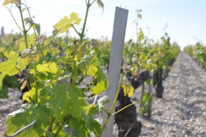 Cabernet Sauvignon in Pauillac, end May 2013