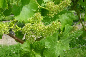 Flowering, May, 2003