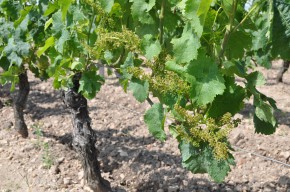 Leading Pomerol estate, 12 June 2013