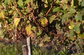 Bauduc vines 22  Sept - 035