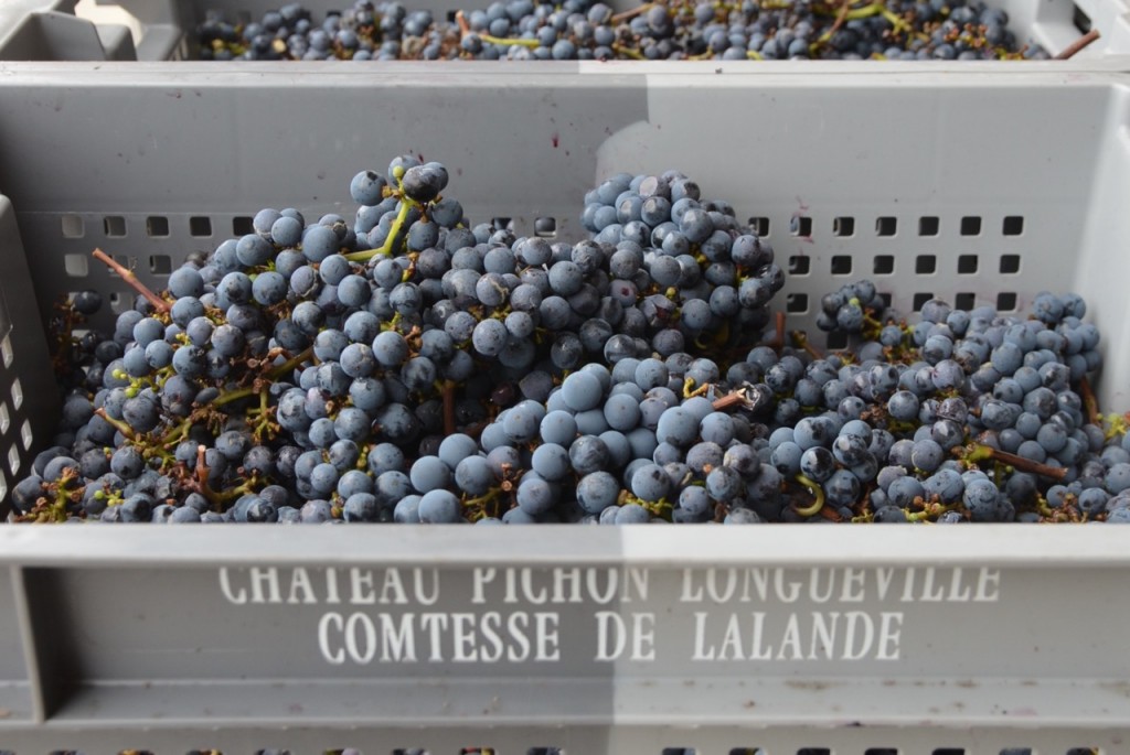 Ch Pichon Lalande, Pauillac, 8 October 2013.