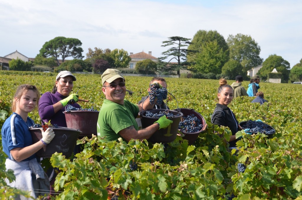 Picking Cabernet Sauvignon at Ch Lynch Bages, 11 October 2013