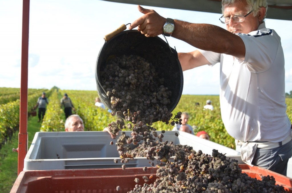 Ch Suduiraut, Sauternes, 14 October 2013
