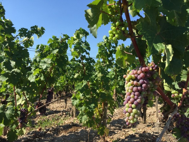 Bordeaux2015August5