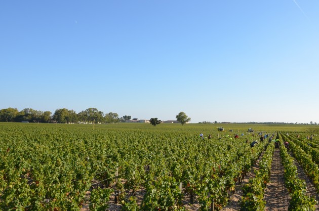 Mouton - 086 - Version 2